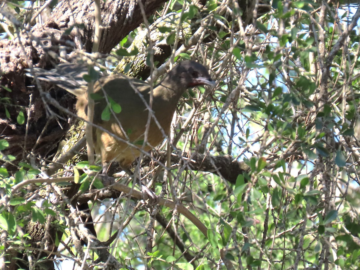 Plain Chachalaca - ML645121977