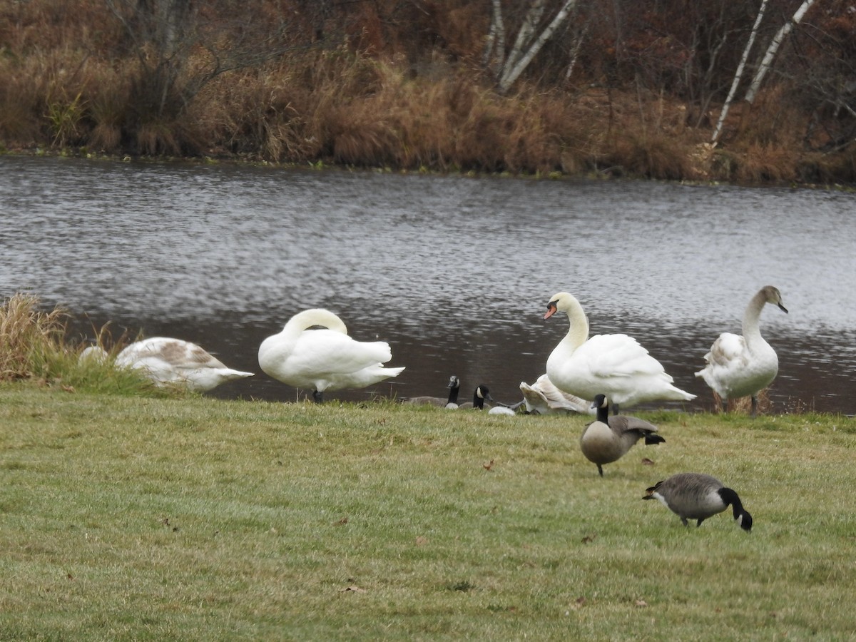 Лебідь-шипун - ML645121987
