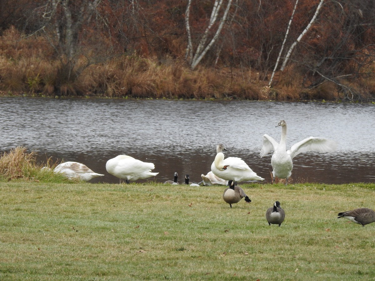 Лебідь-шипун - ML645121989