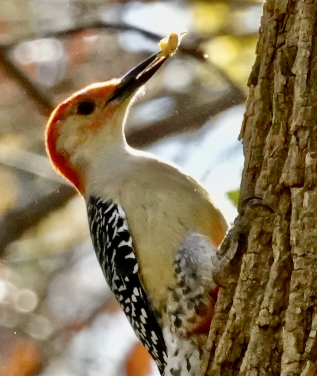 Red-bellied Woodpecker - ML645121990