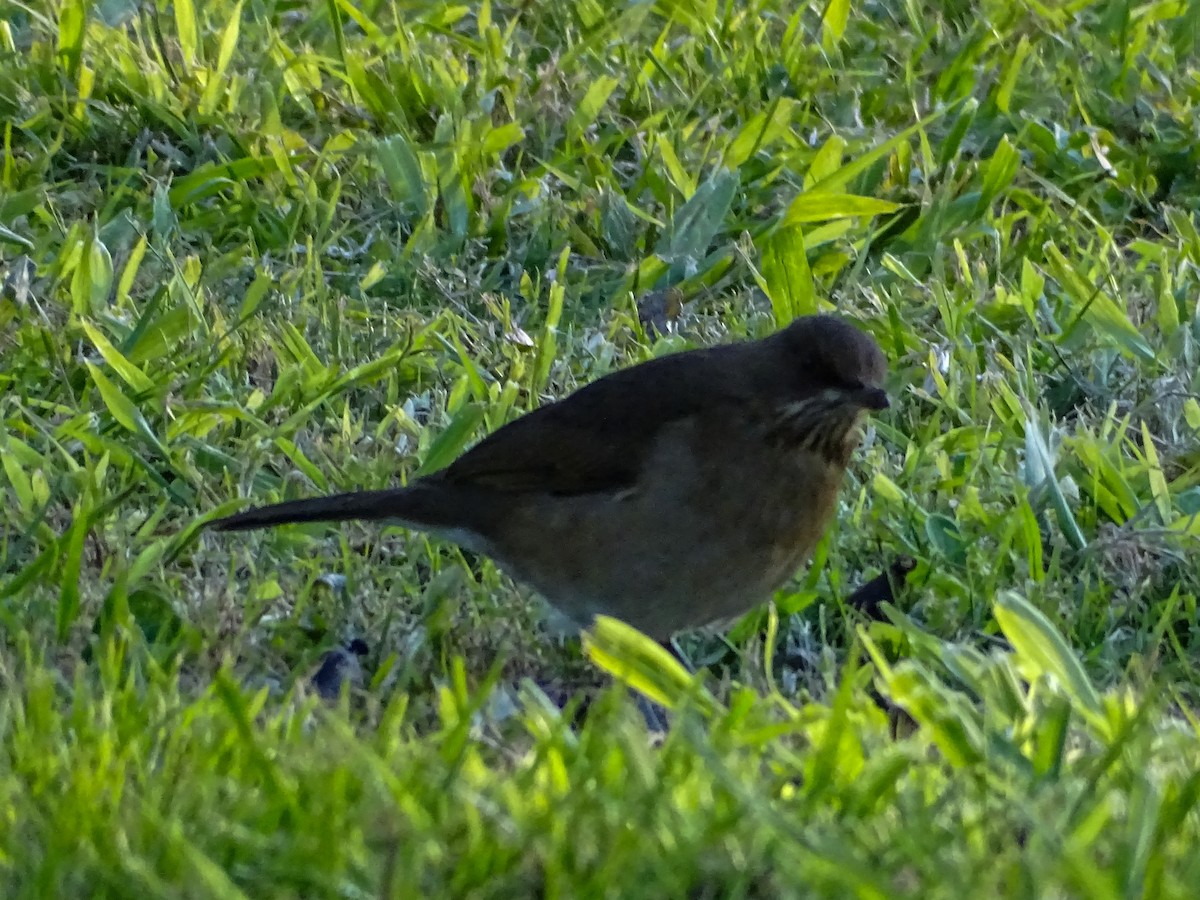 Creamy-bellied Thrush - ML645122002
