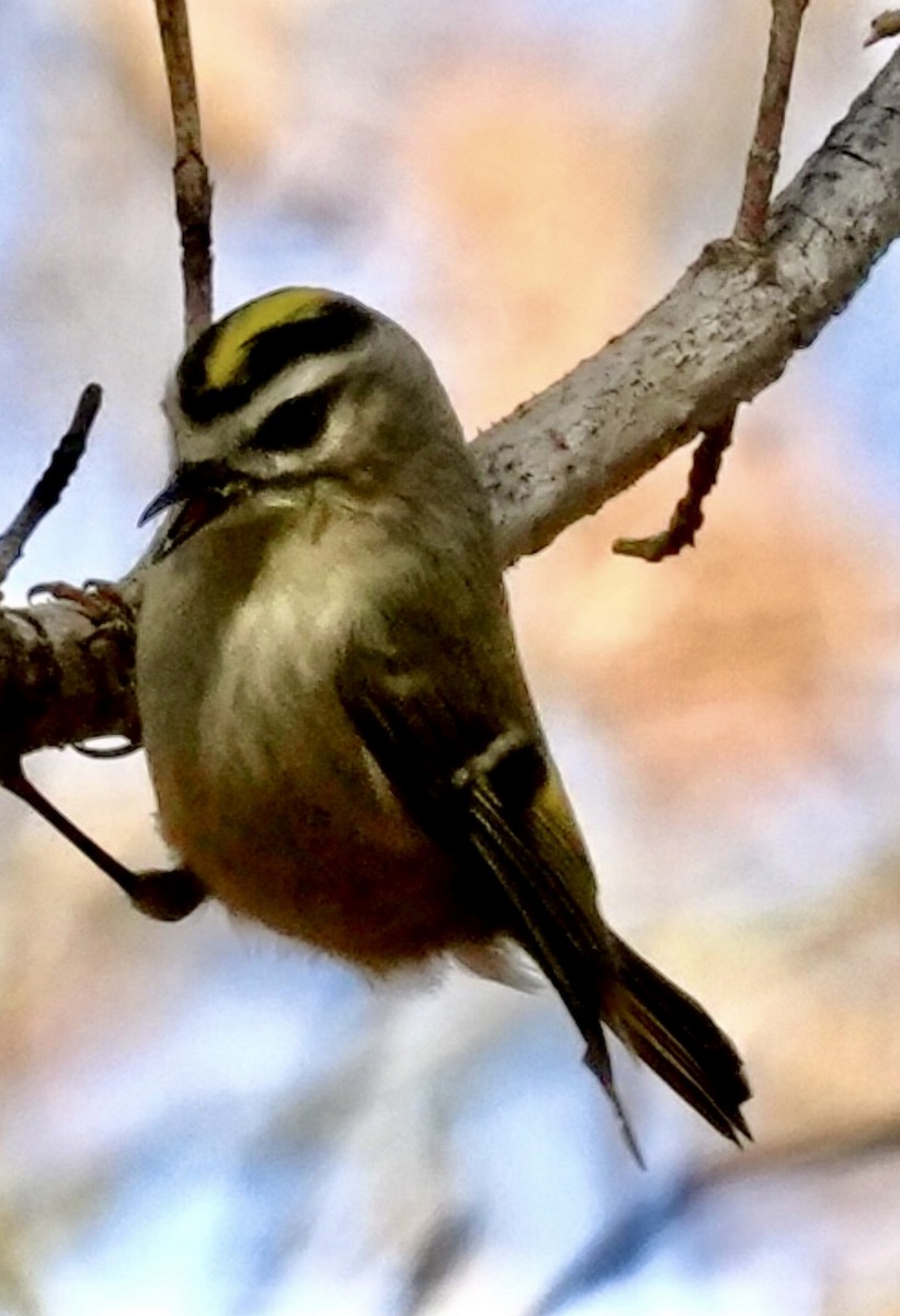 Golden-crowned Kinglet - ML645122004