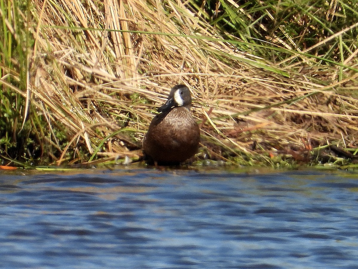 Blue-winged Teal - ML645122008