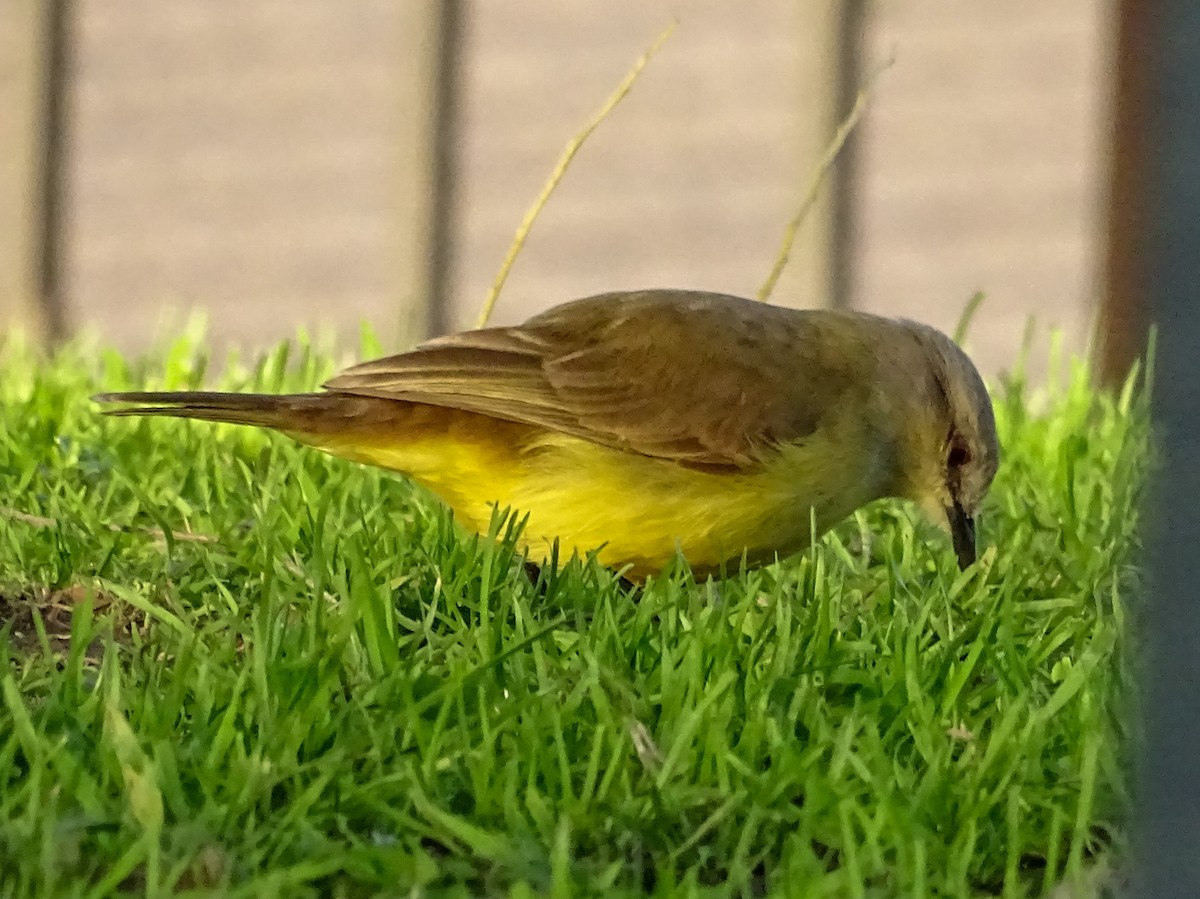 Cattle Tyrant - ML645122015