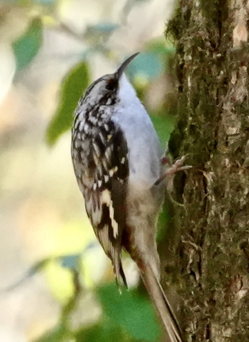 Brown Creeper - ML645122018