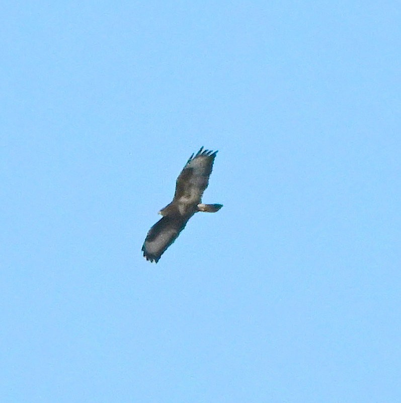 Buse variable - ML645122021