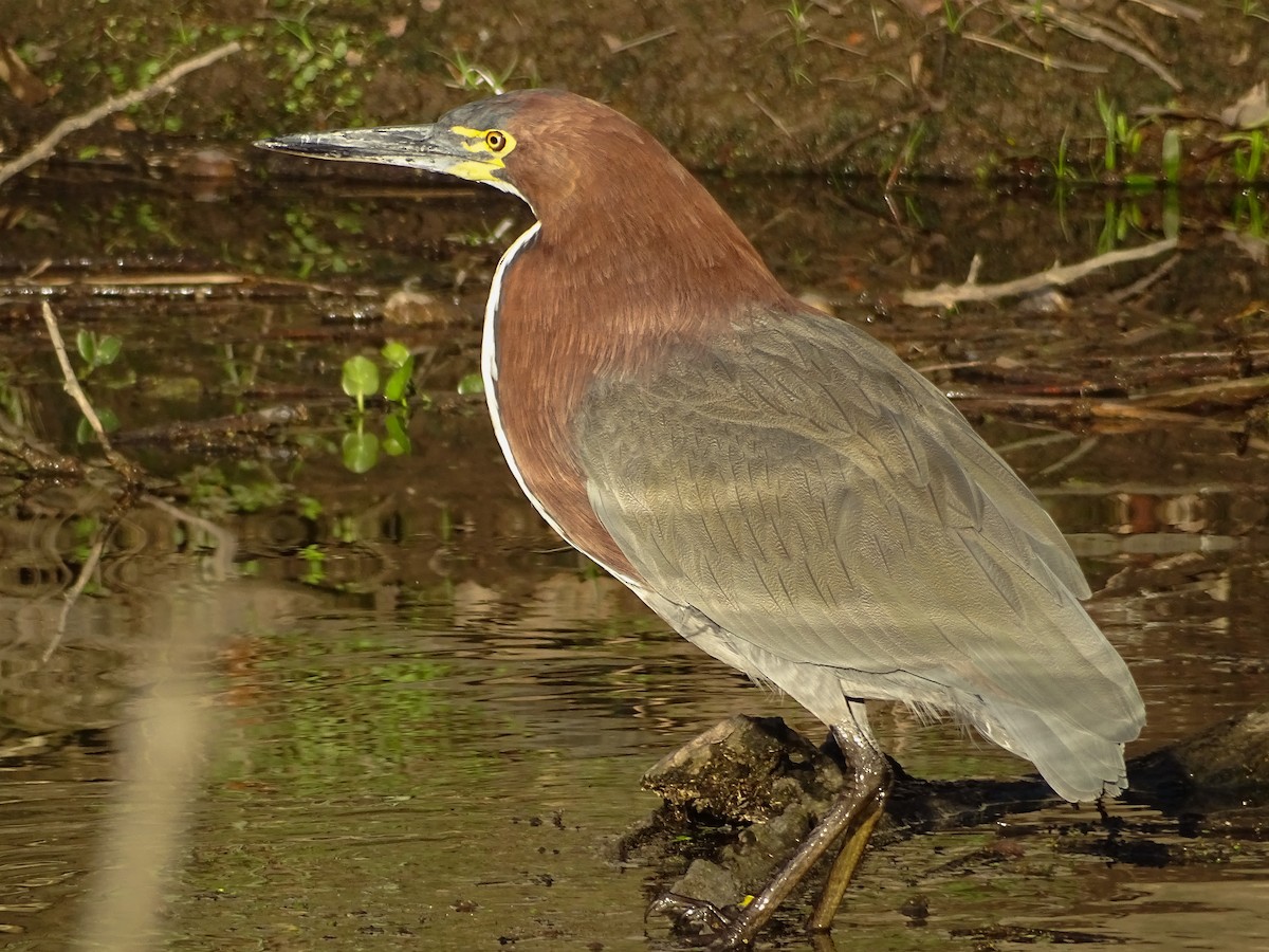 Rufescent Tiger-Heron - ML645122024