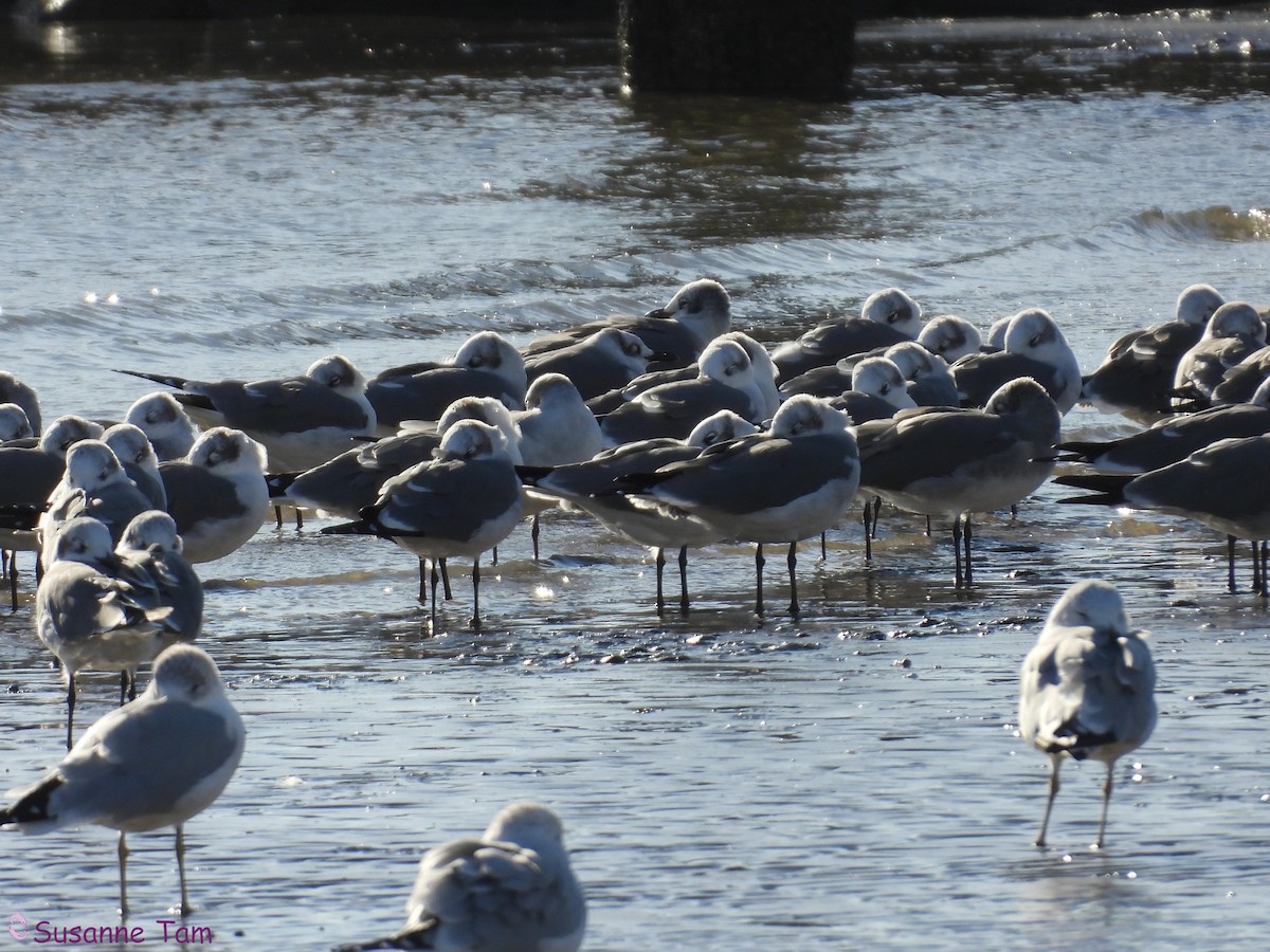 ワライカモメ - ML645122044