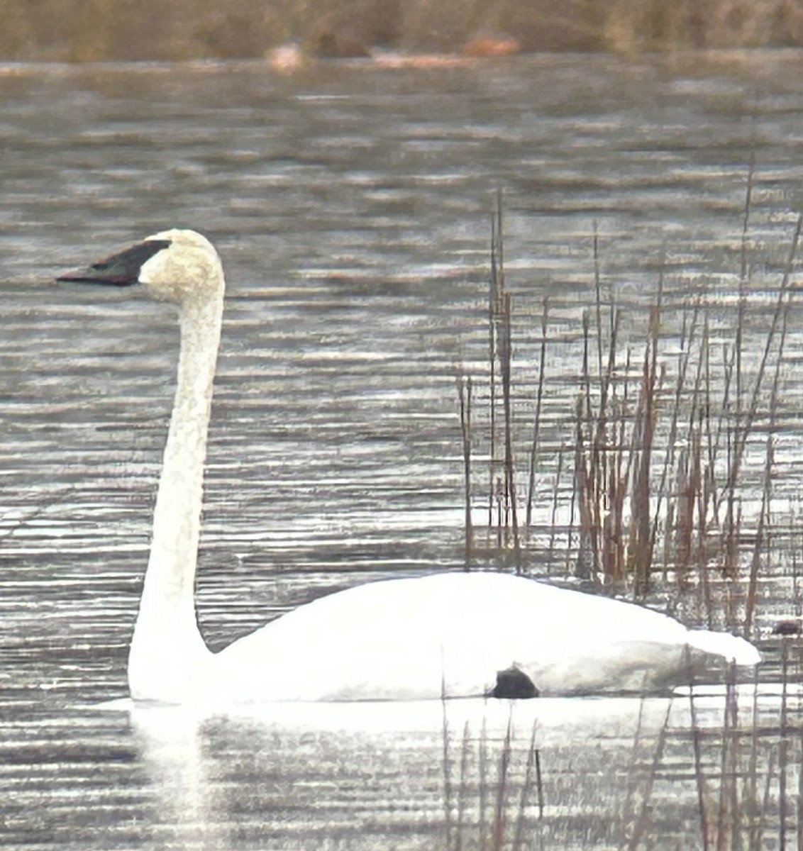 Trumpeter Swan - ML645122047