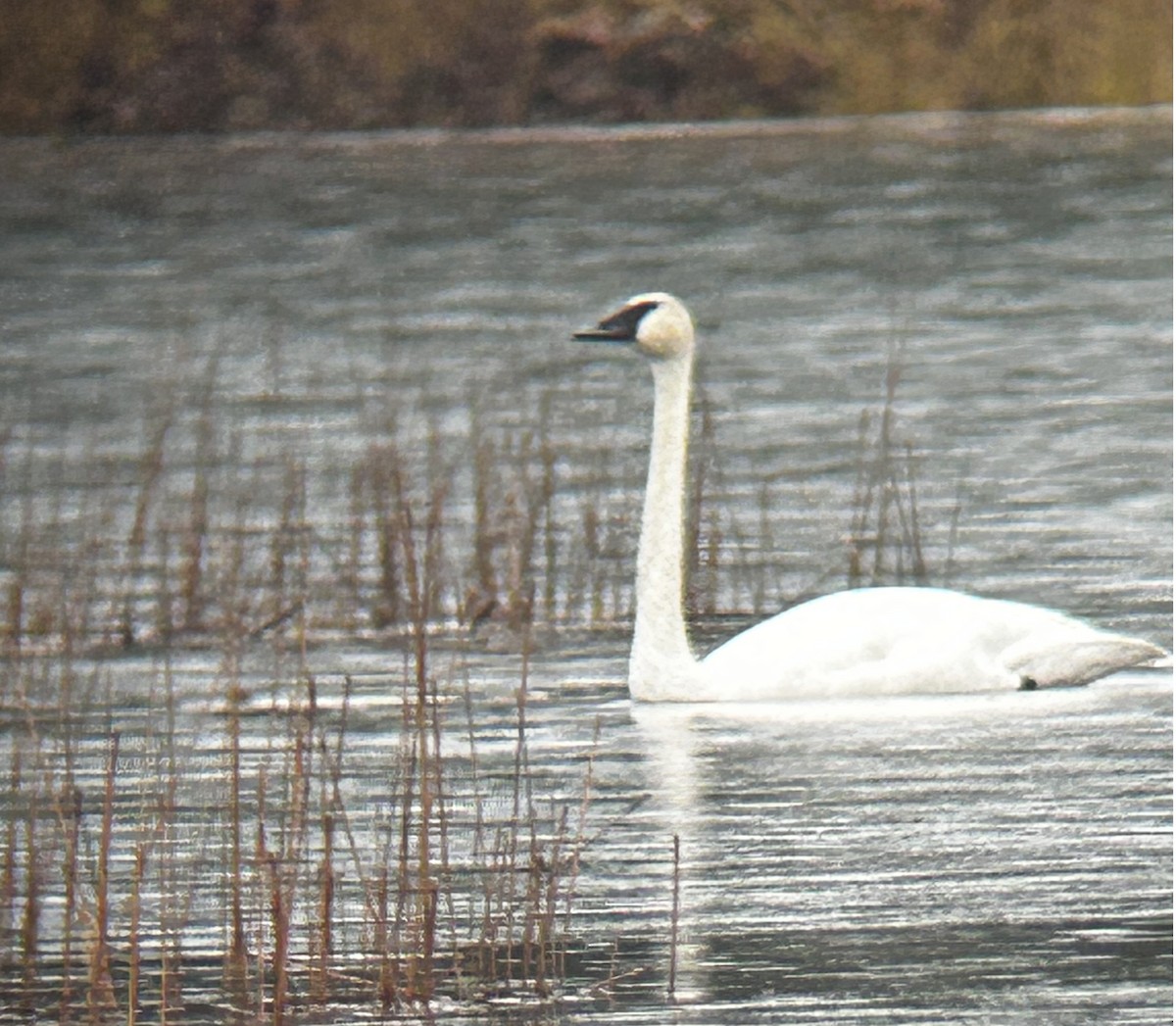 Trumpeter Swan - ML645122048