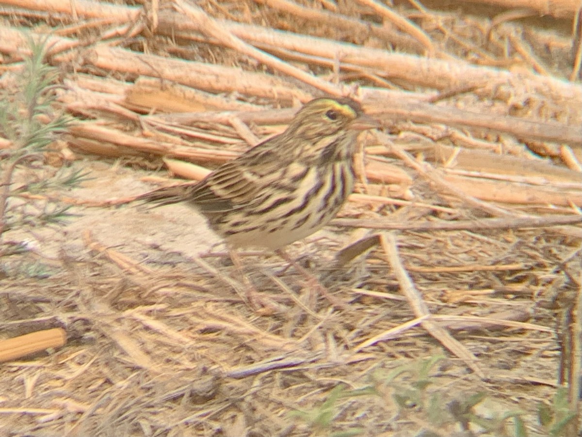 Savannah Sparrow - ML645122064
