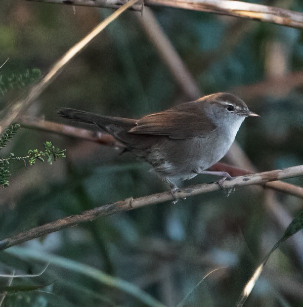 Cetti's Warbler - ML645122075