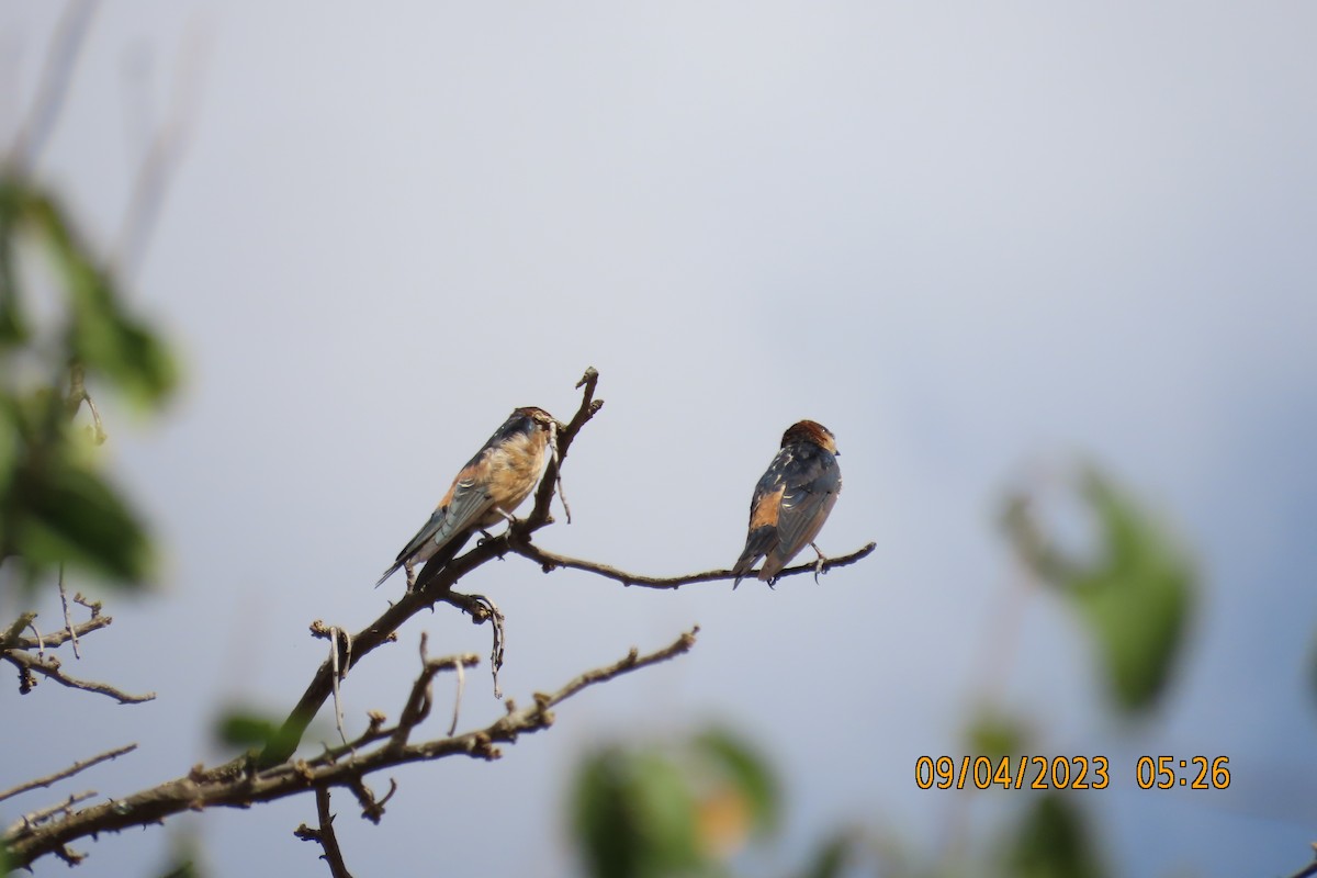 アフリカコシアカツバメ - ML645122087