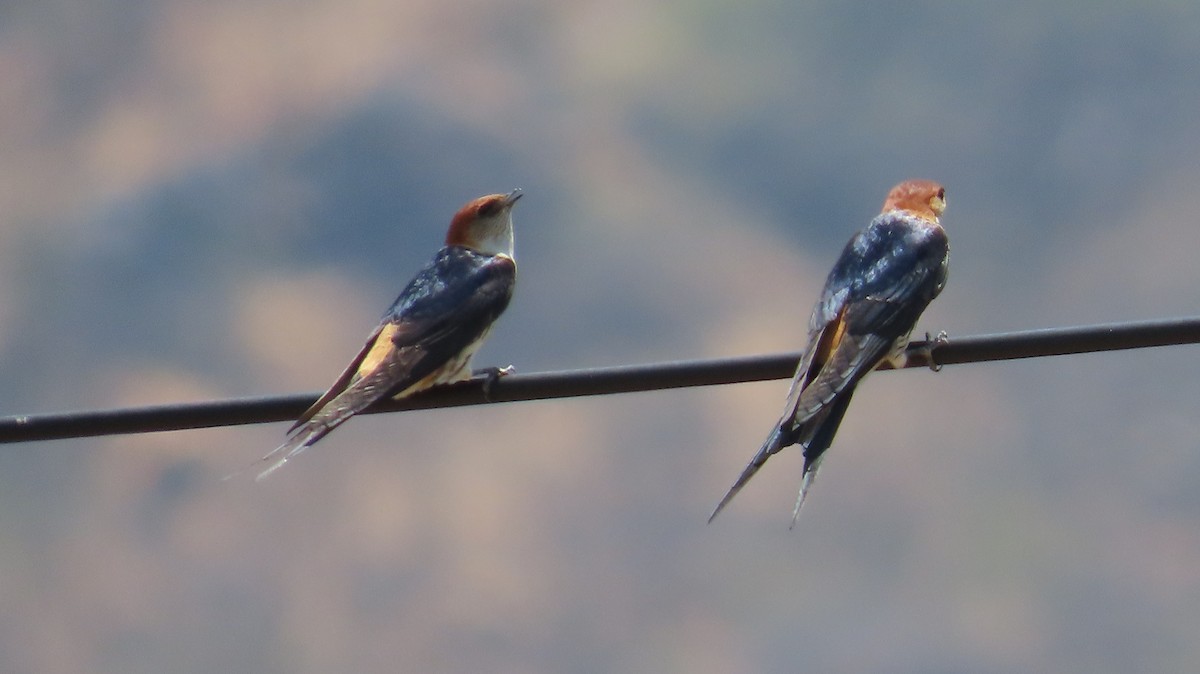 Greater Striped Swallow - ML645122099