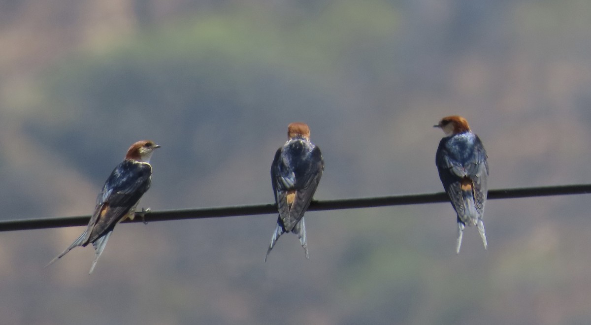 Greater Striped Swallow - ML645122100