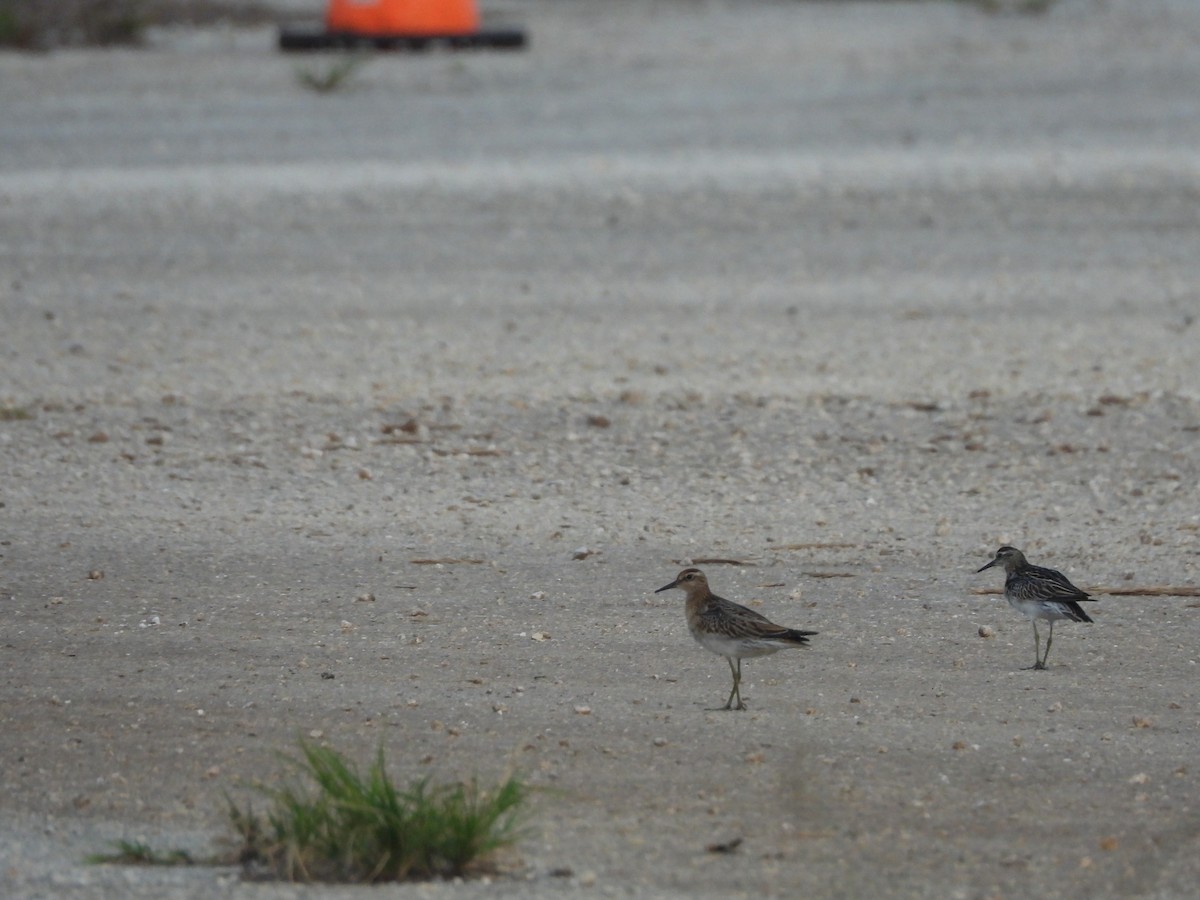 Sharp-tailed Sandpiper - ML645122104