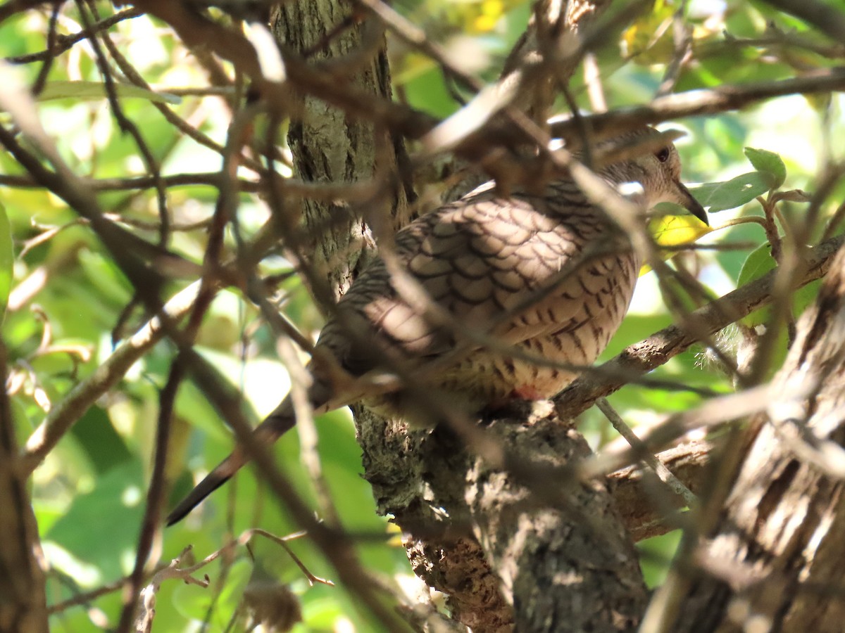 Inca Dove - ML645122119