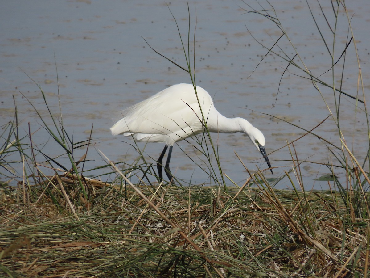 Little Egret - ML645122128