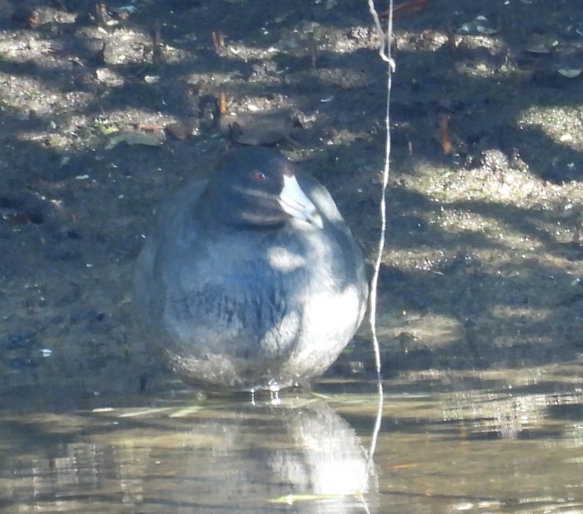 American Coot - ML645122139