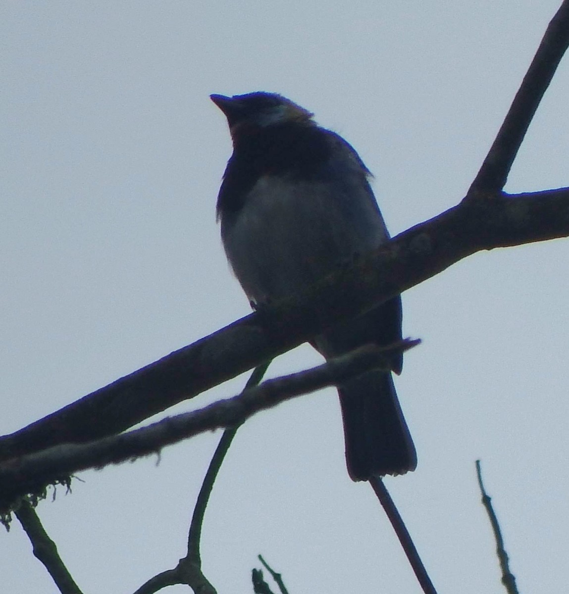 Golden-hooded Tanager - ML645122147