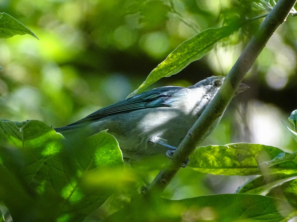 Sayaca Tanager - ML645122175