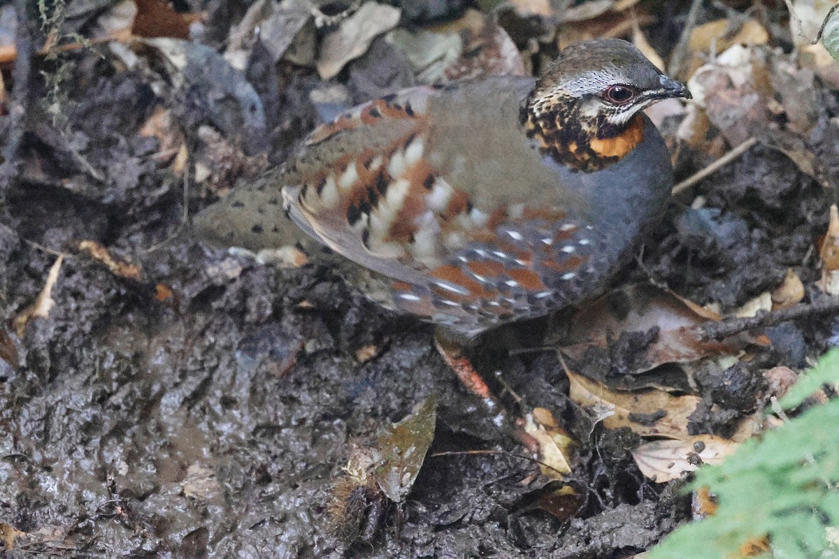 Rufous-throated Partridge - ML645122179