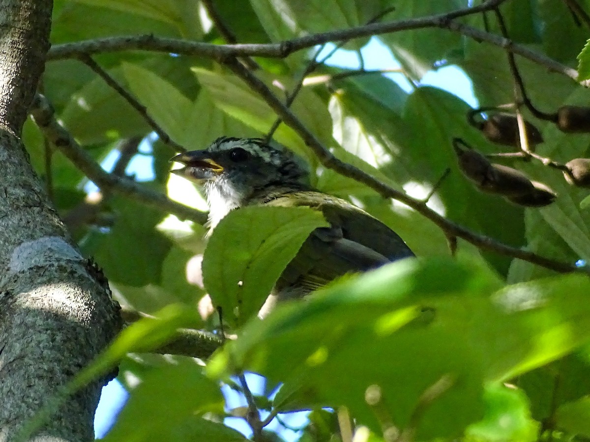 Green-winged Saltator - ML645122180