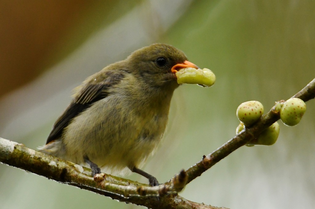 Scharlachmistelfresser - ML645122192