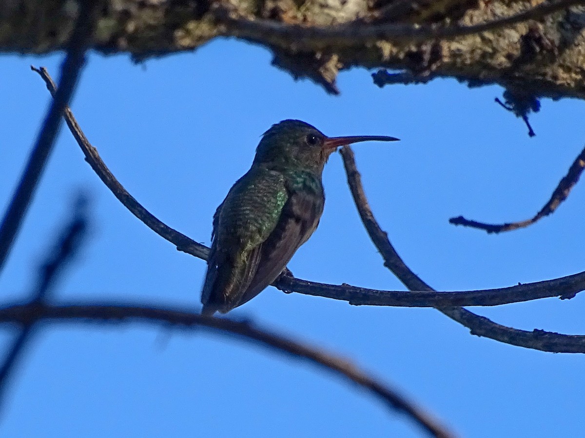 Gilded Hummingbird - ML645122203