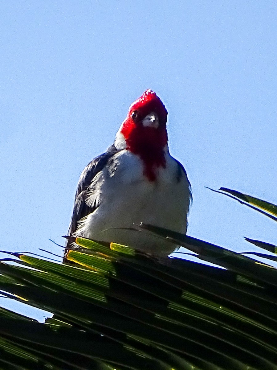 Red-crested Cardinal - ML645122205