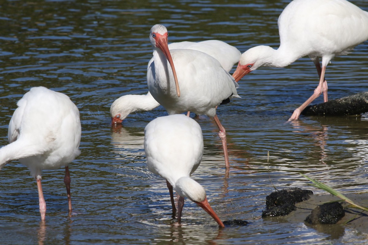 White Ibis - ML645122225
