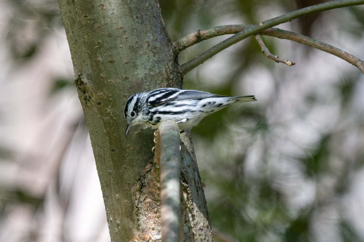 Black-and-white Warbler - ML645122228