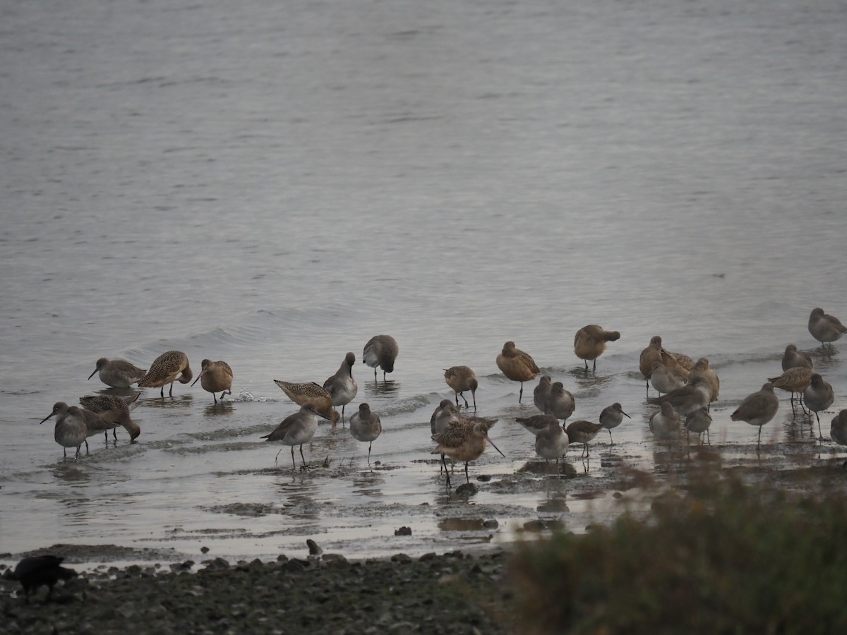 Marbled Godwit - ML645122234