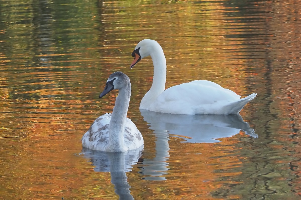 Лебідь-шипун - ML645122248