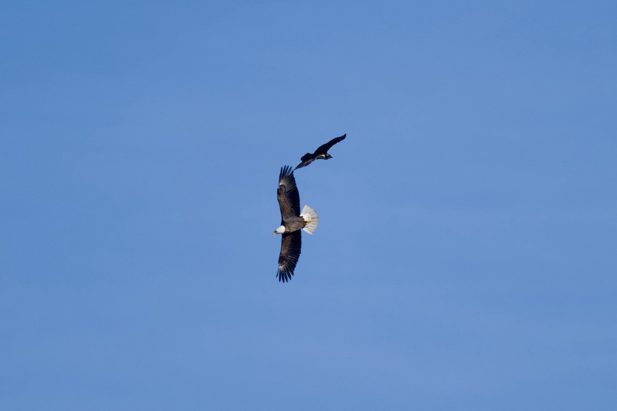 Fischadler - ML645122249