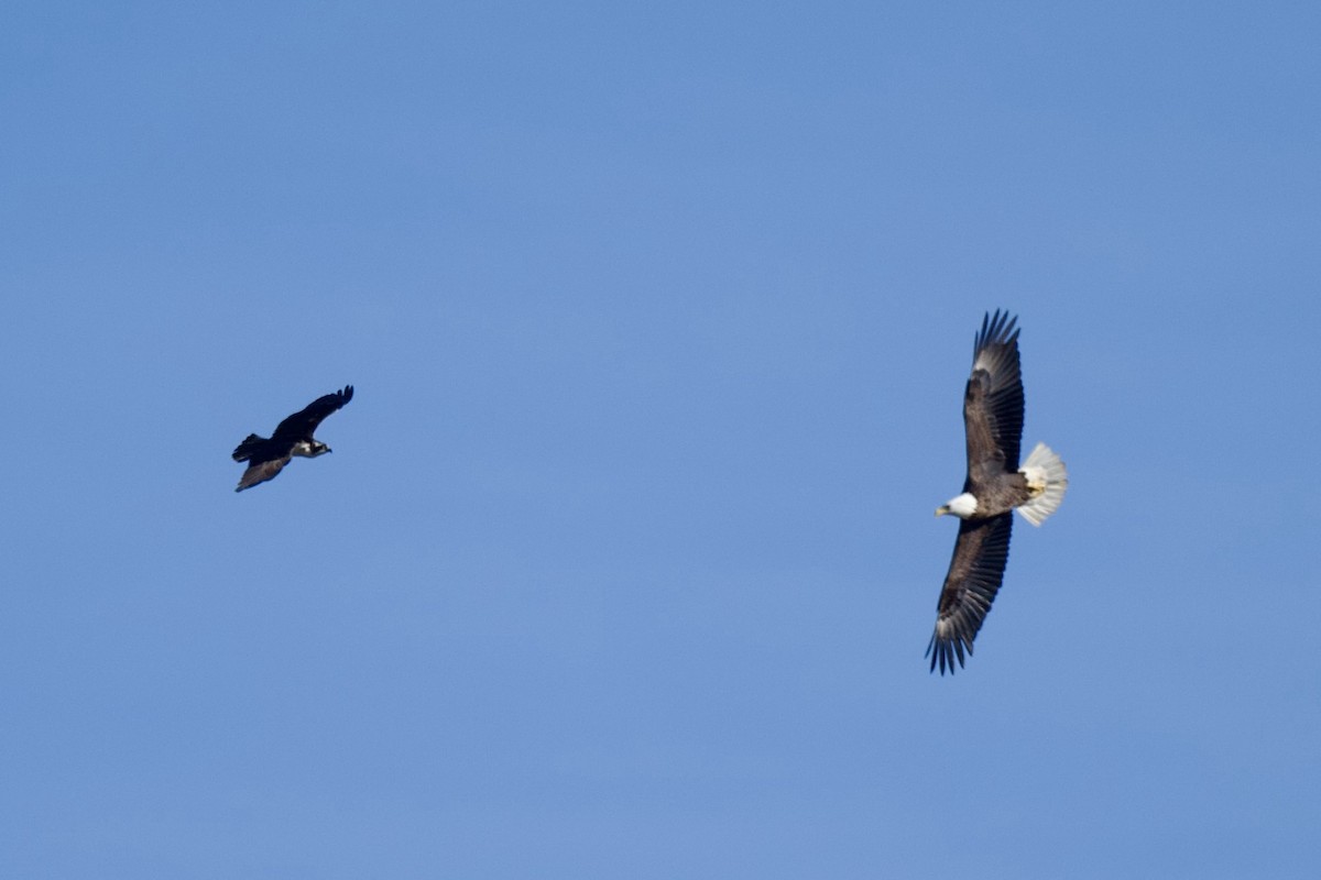 Fischadler - ML645122250