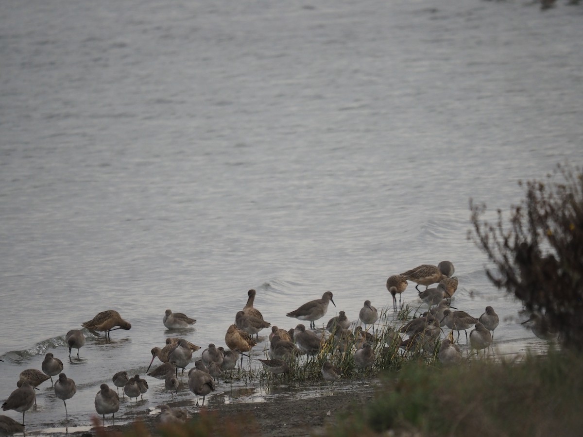 Willet - ML645122255