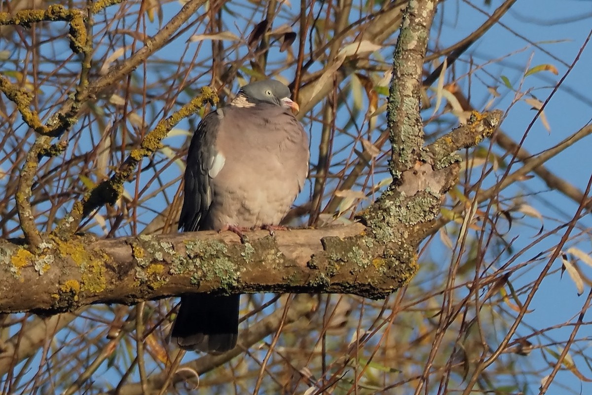 Common Wood-Pigeon - ML645122266