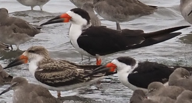 Black Skimmer - ML645122268