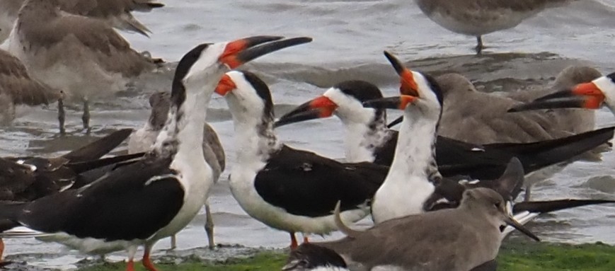 Black Skimmer - ML645122269