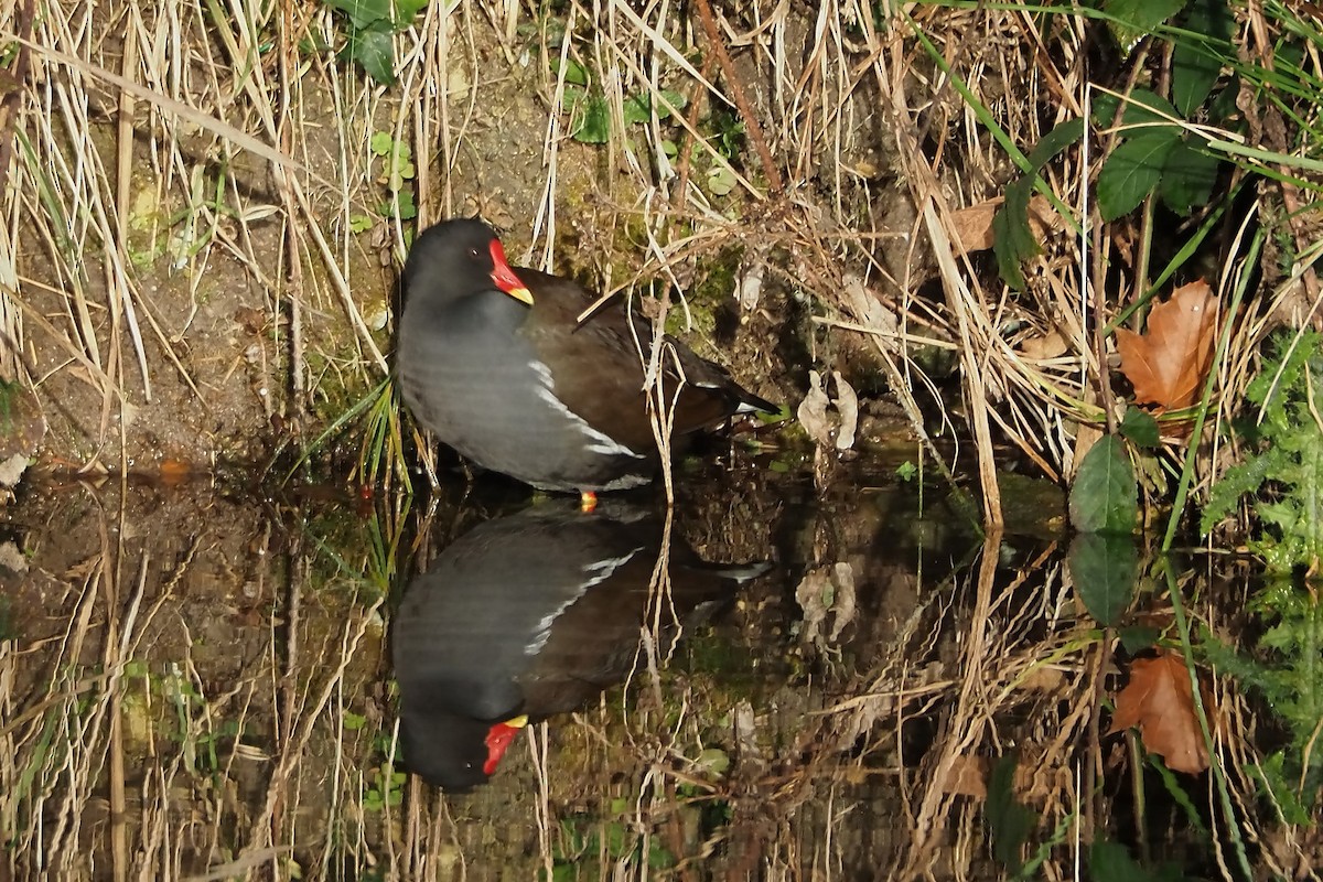 Eurasian Moorhen - ML645122272