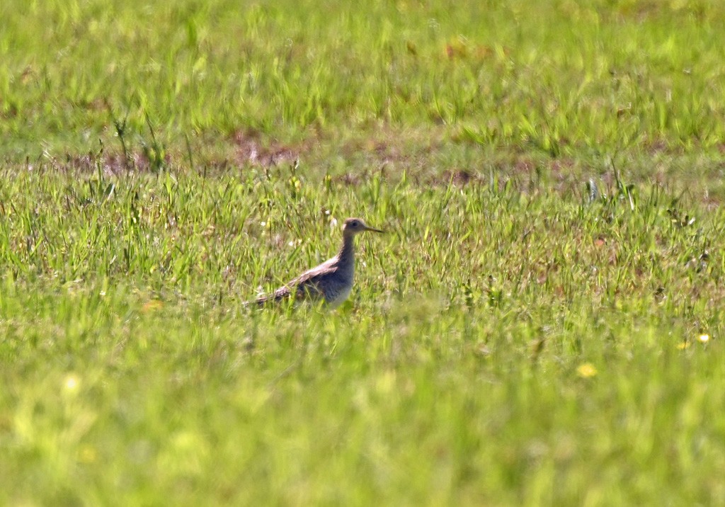 Upland Sandpiper - ML645122274