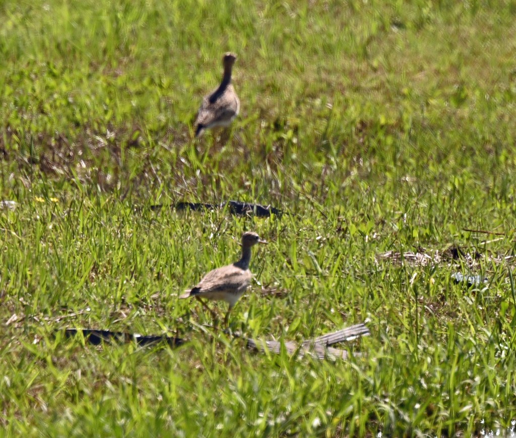 Upland Sandpiper - ML645122275