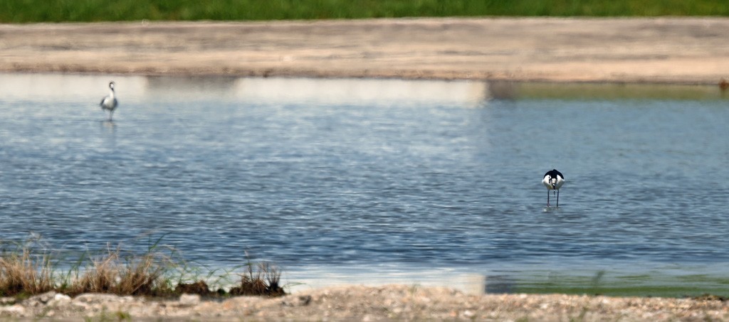 Black-necked Stilt - ML645122286