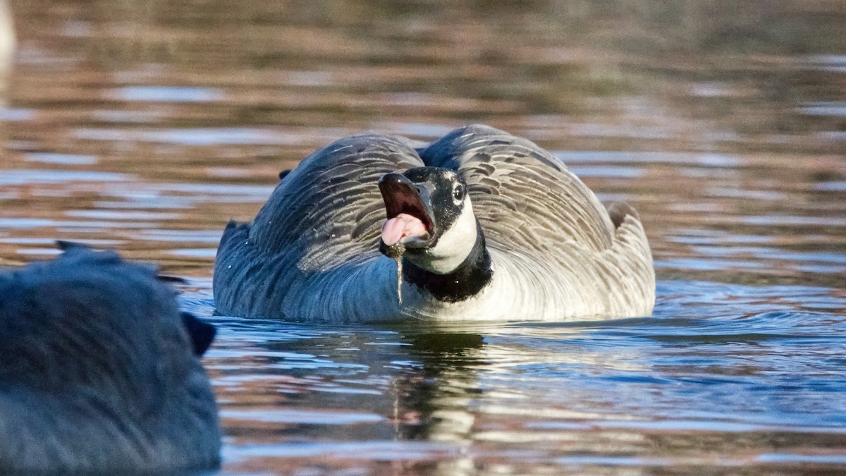 Canada Goose - ML645122287