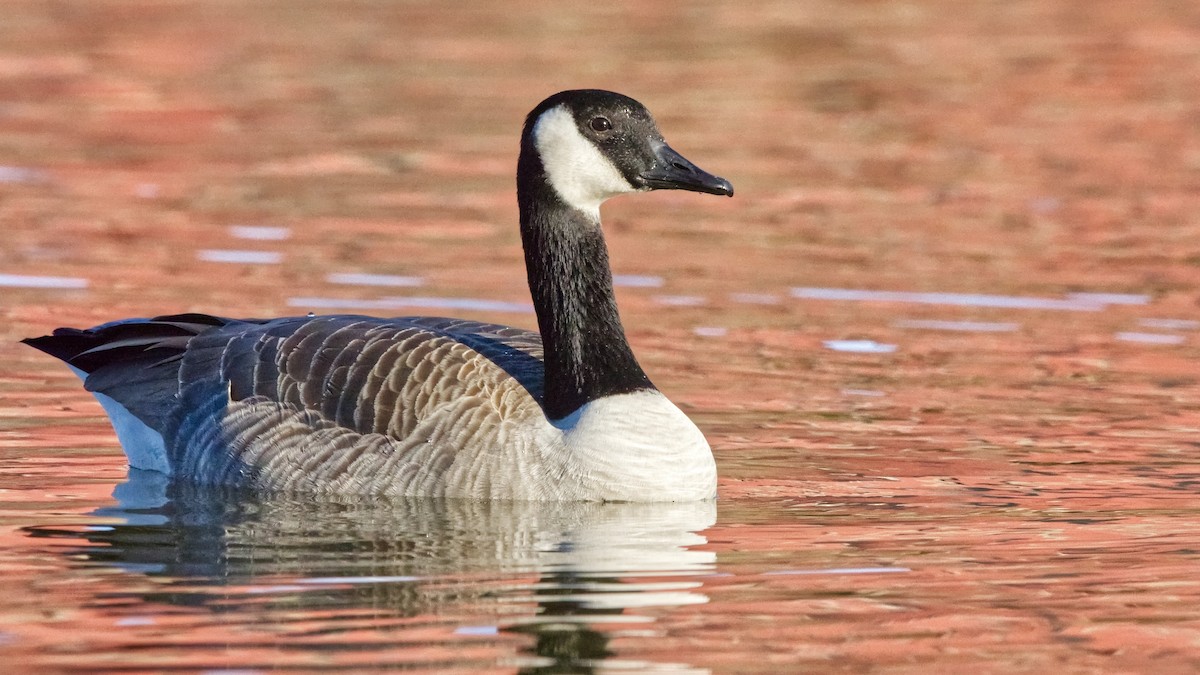 Canada Goose - ML645122288