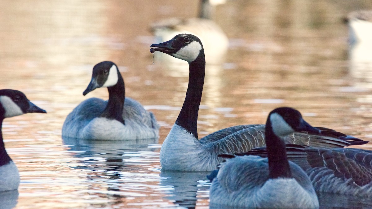 Canada Goose - ML645122289
