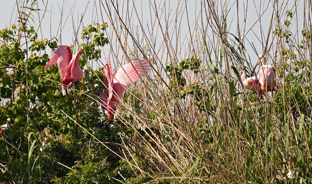 Roseate Spoonbill - ML645122298