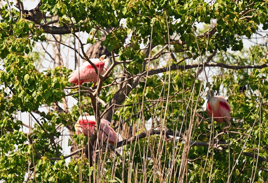 Roseate Spoonbill - ML645122299