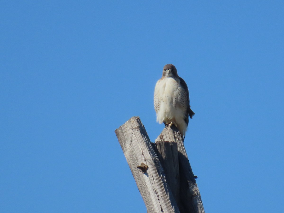 Red-tailed Hawk - ML645122305